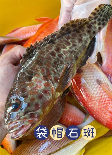 岱帽|澎湖船釣海魚~野生岱帽石班(郭仔魚)